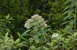 Virginia meadowsweet